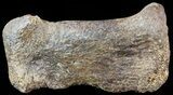 Hadrosaur Toe Bone - Alberta (Disposition #-) #71669-2